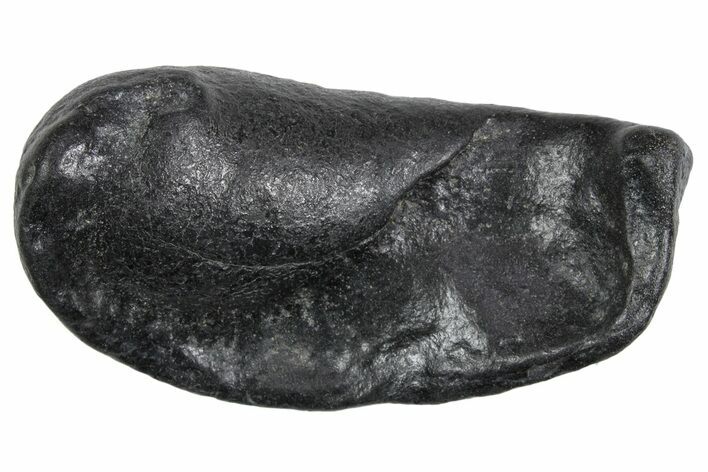 Large Fossil Whale Ear Bone - South Carolina #352640